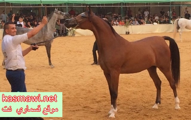 المهرة سوار تتربع على عرش بطولة الاراضي المقدسة لجمال الخيول العربية
